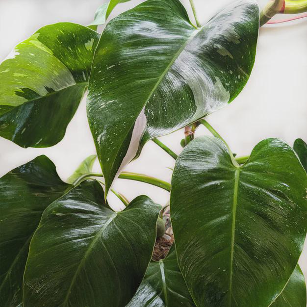 Philodendron 'White Princess' Indoor Plants 2" Pot Austin Jungle Co.