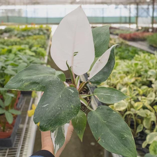 Philodendron 'White Princess' Indoor Plants 2" Pot Austin Jungle Co.