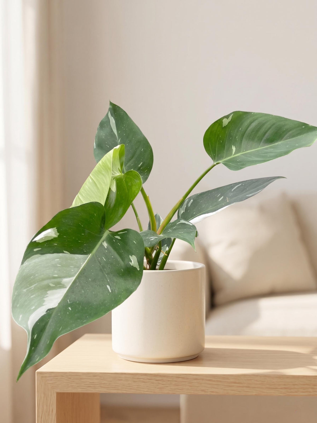 Philodendron 'White Princess' Indoor Plants 2" Pot Austin Jungle Co.