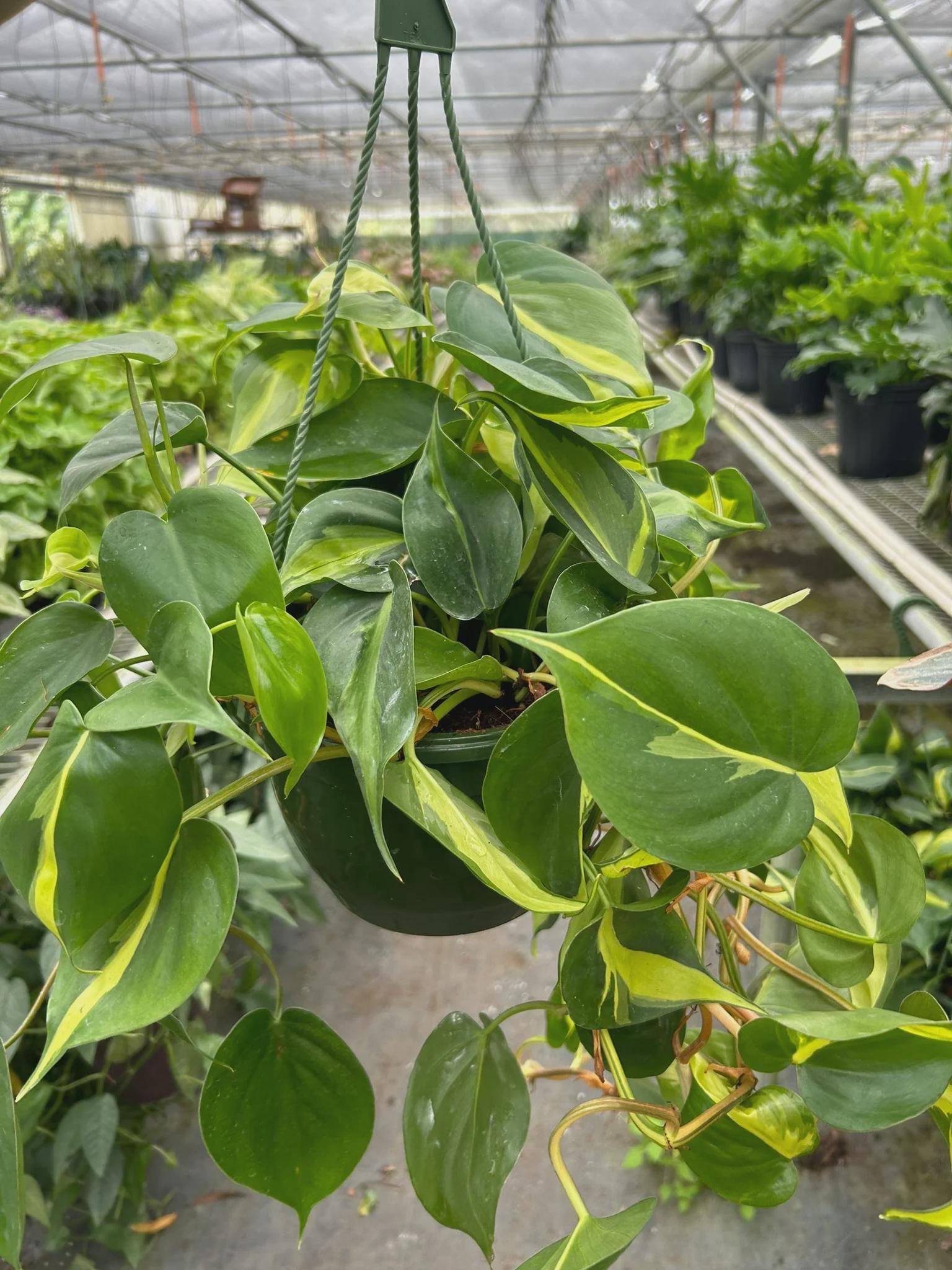 Philodendron 'Brasil' Indoor Plants 8" Pot / Nursery Pot Austin Jungle Co.