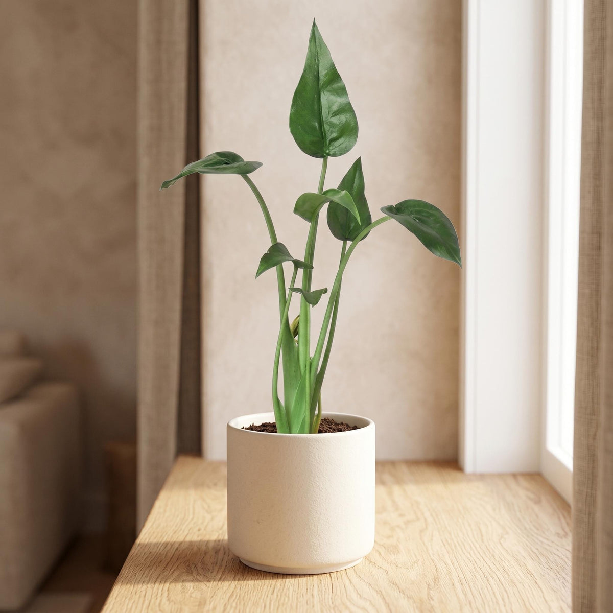 Alocasia 'Tiny Dancer' - 4" Pot