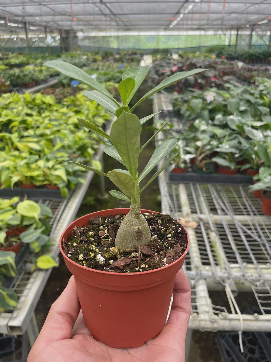 Succulent Adenium Obesum 'Desert Rose' Succulent 4" Pot Austin Jungle Co.