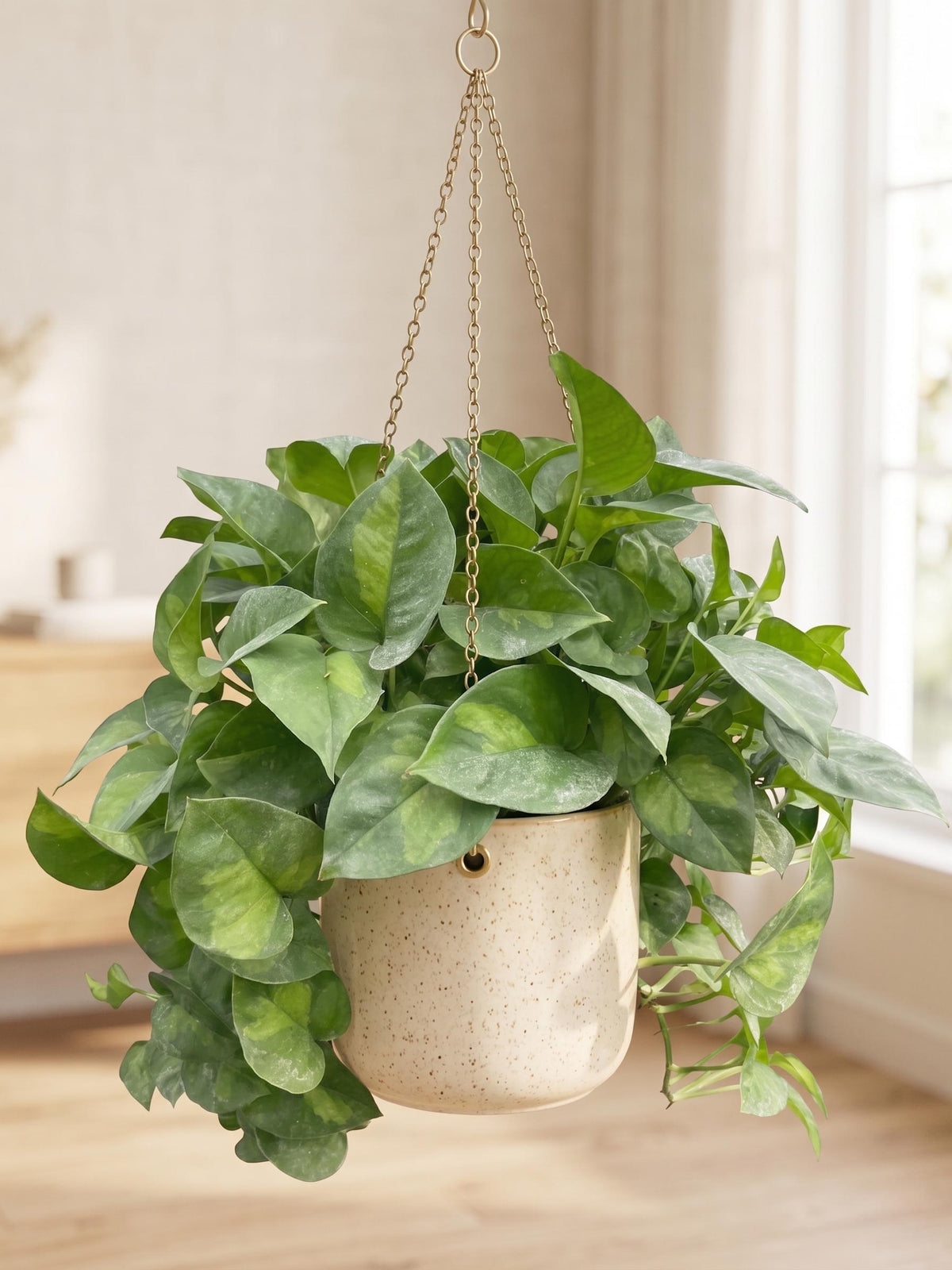 Pothos 'Global Green'