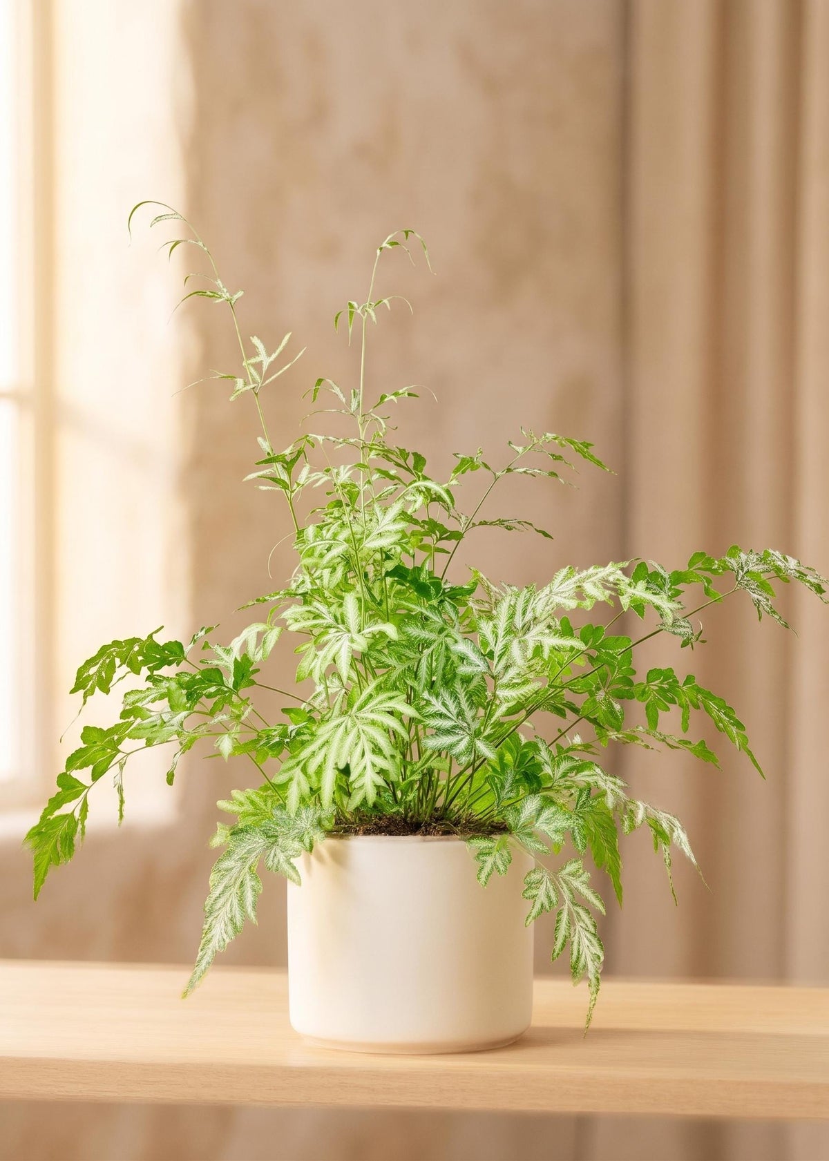 Fern 'Silver Lace'
