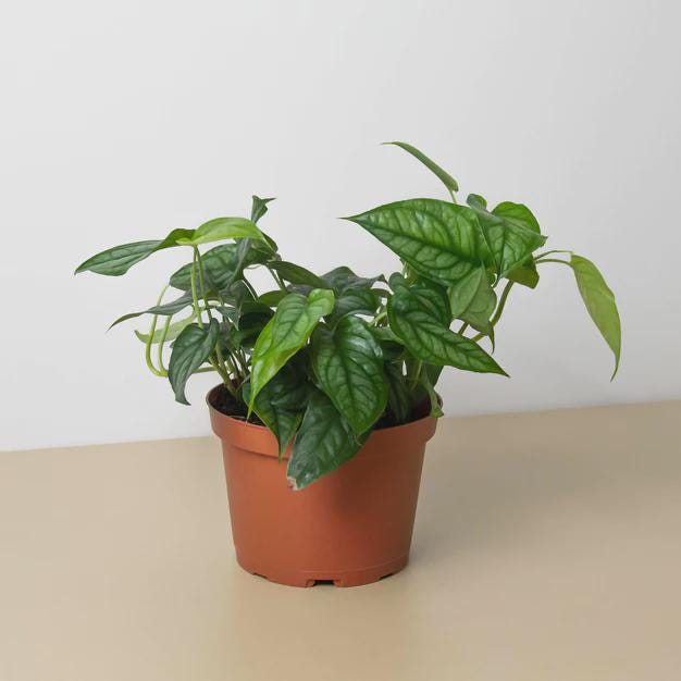 Monstera 'Siltepecana' 4" Pot Austin Jungle Co.