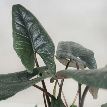 Alocasia 'Scalprum' Indoor Plants 4" Pot Austin Jungle Co.