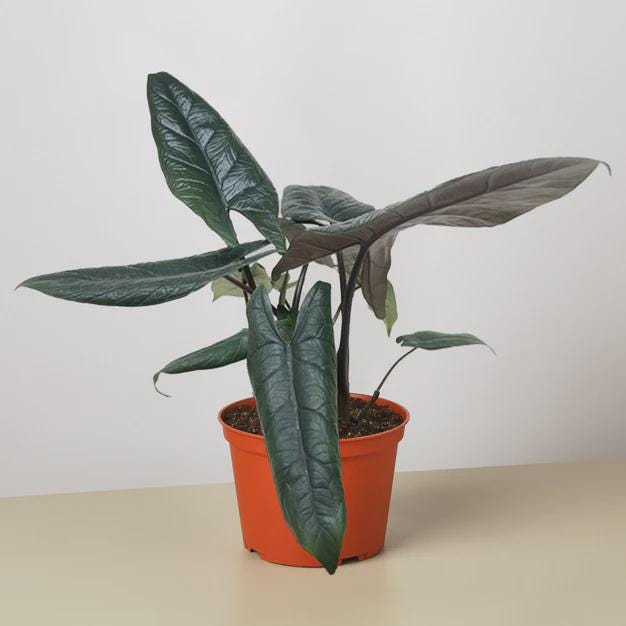 Alocasia 'Scalprum' Indoor Plants 4" Pot Austin Jungle Co.