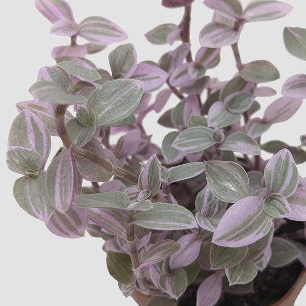 Tradescantia Callisia 'Pink Panther' Default 2" Pot Austin Jungle Co.
