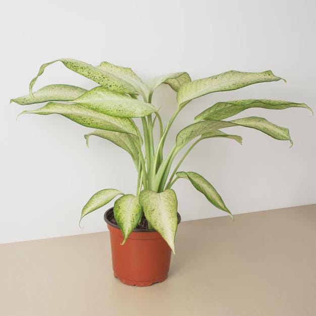 Dieffenbachia 'Camouflage' Indoor Plants 4" Pot Austin Jungle Co.