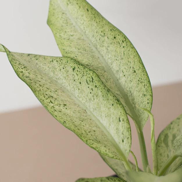 Dieffenbachia 'Camouflage' Indoor Plants 4" Pot Austin Jungle Co.