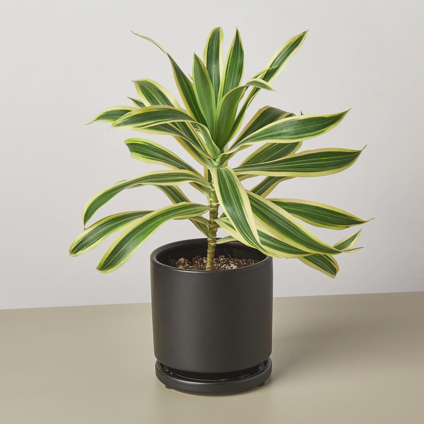 Dracaena 'Song of India' Indoor Plants 4" Pot / Nursery Pot Austin Jungle Co.
