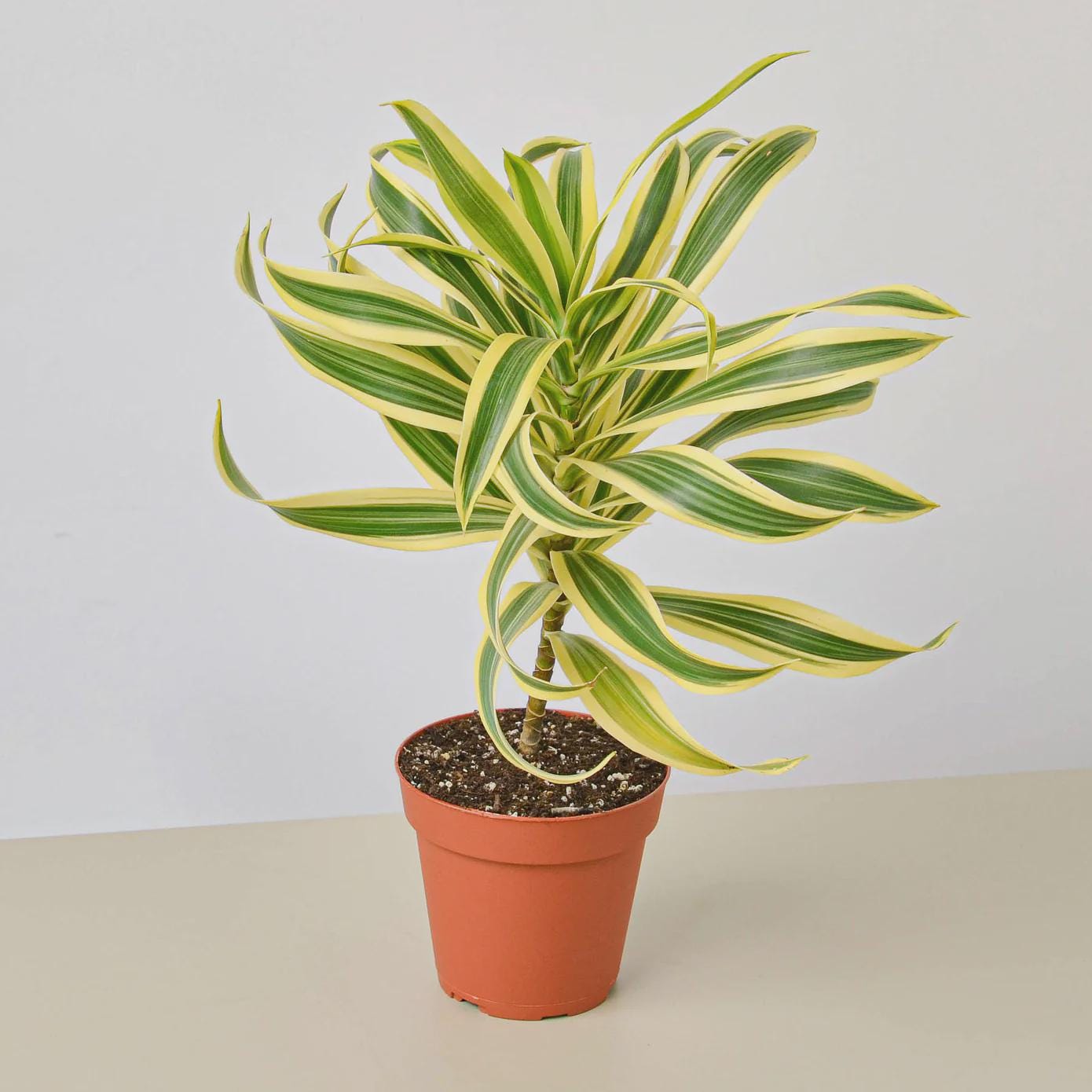 Dracaena 'Song of India' Indoor Plants 4" Pot / Nursery Pot Austin Jungle Co.
