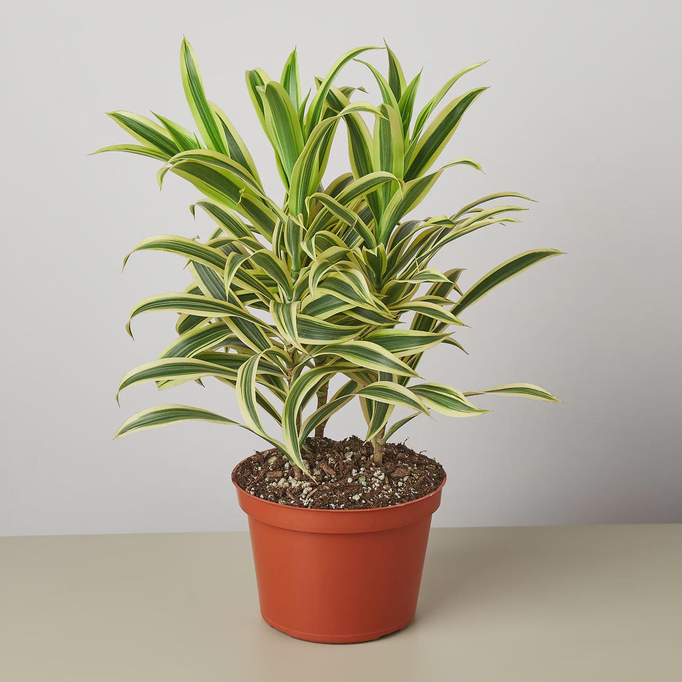 Dracaena 'Song of India'