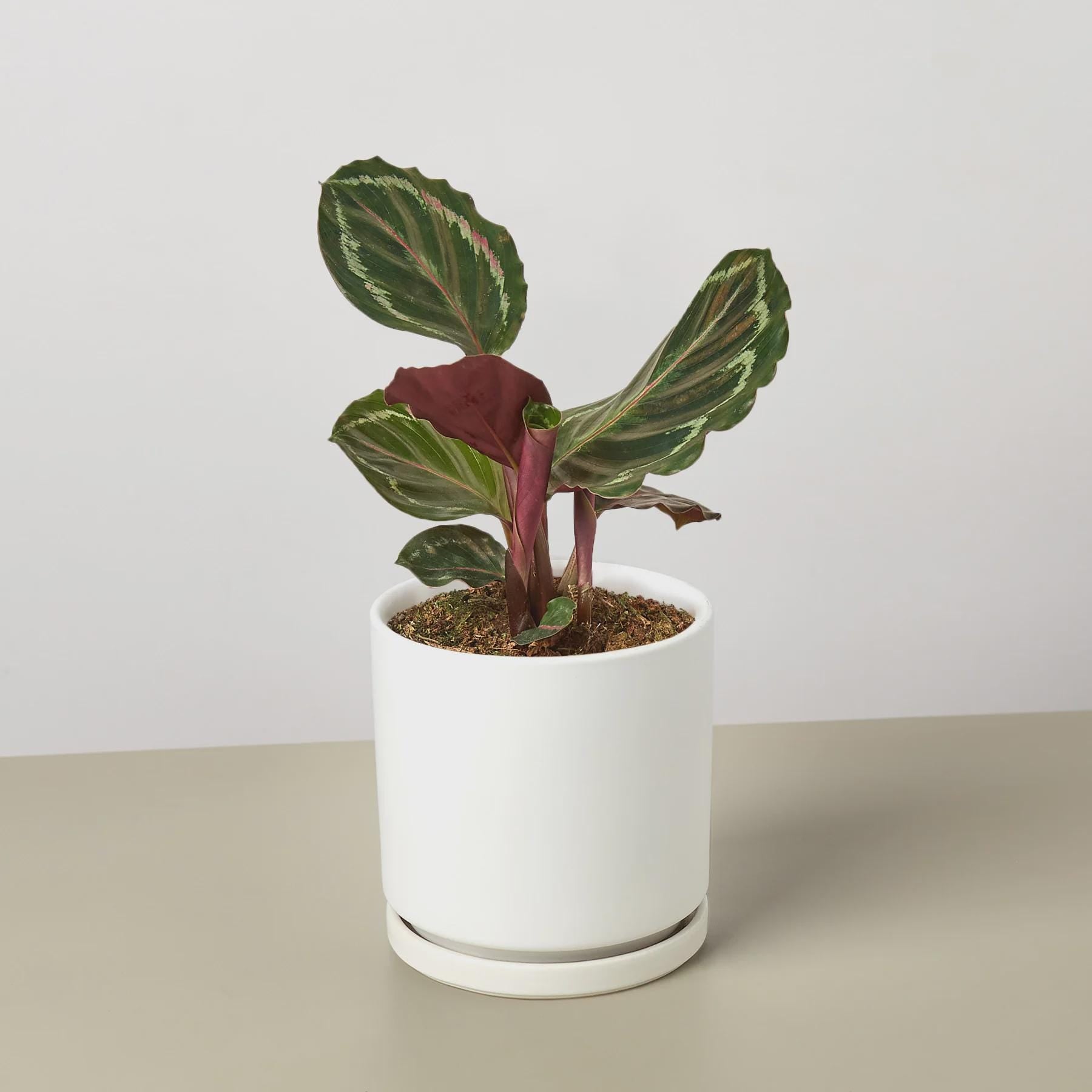 Calathea Roseopicta 'Medallion' Indoor Plants 4" Pot / Nursery Pot Austin Jungle Co.