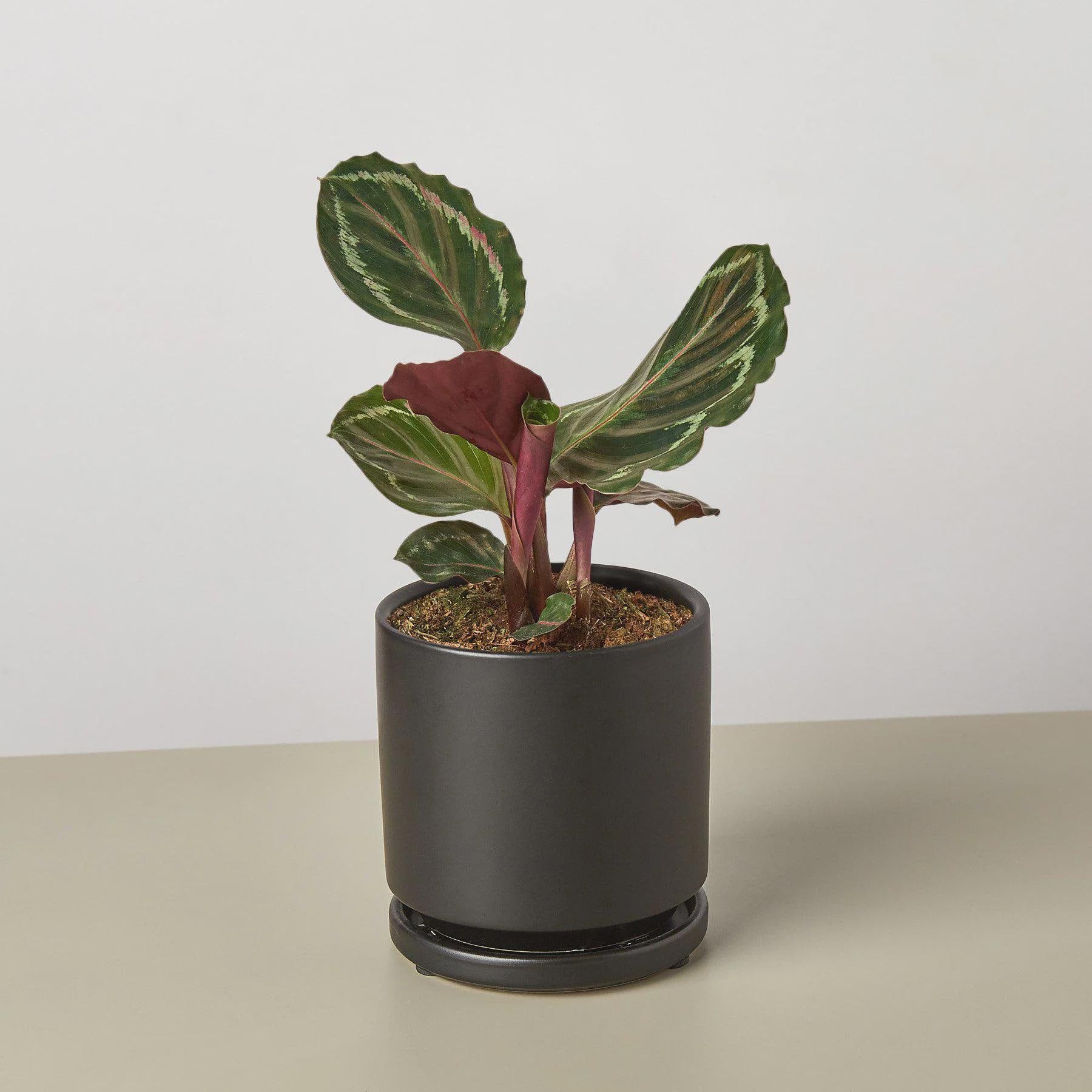 Calathea Roseopicta 'Medallion' Indoor Plants 4" Pot / Nursery Pot Austin Jungle Co.