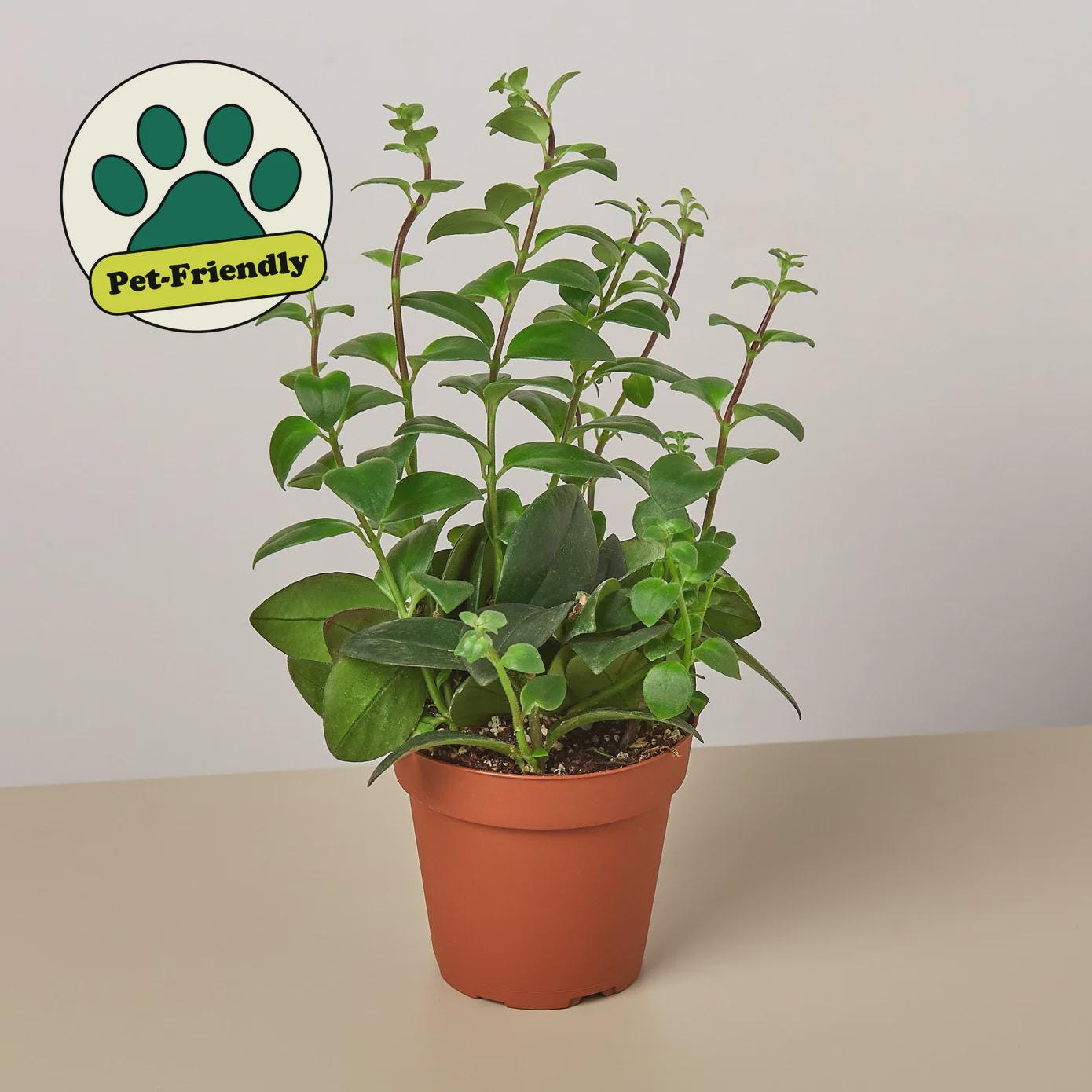 Lipstick Plant 4" Plant 3" Pot Austin Jungle Co.