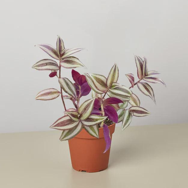 Tradescantia Zebrina 'Wandering Dude' Indoor Plants 4" Pot Austin Jungle Co.