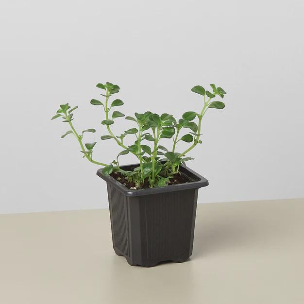 Nettle 'Baby's Tear' Indoor Plants 3" Pot Austin Jungle Co.
