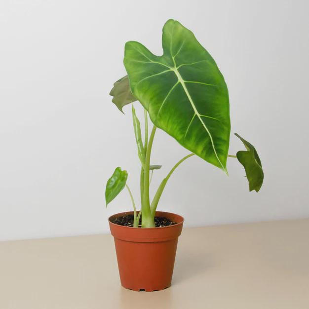 Alocasia Micholitziana 'Frydek' Indoor Plants 3" Pot Austin Jungle Co.