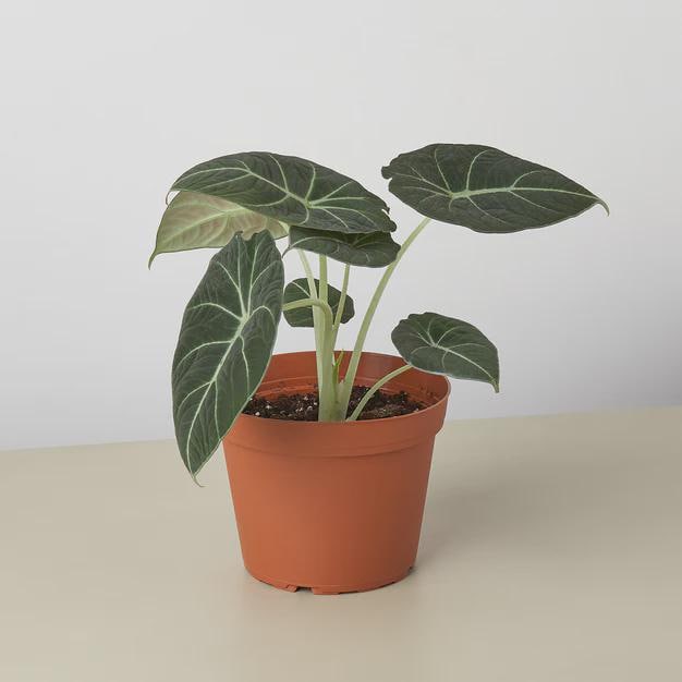 Alocasia Reginula 'Black Velvet' Indoor Plants 4" Pot Austin Jungle Co.