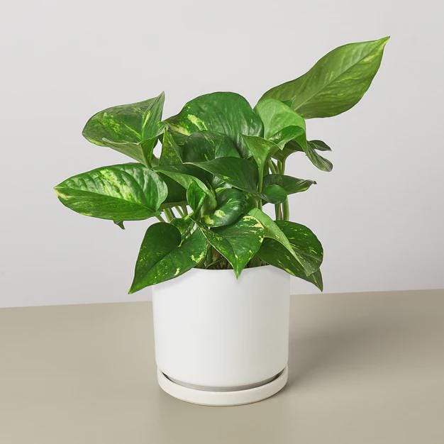 Pothos 'Golden' Indoor Plants 3" Pot / Nursery Pot Austin Jungle Co.