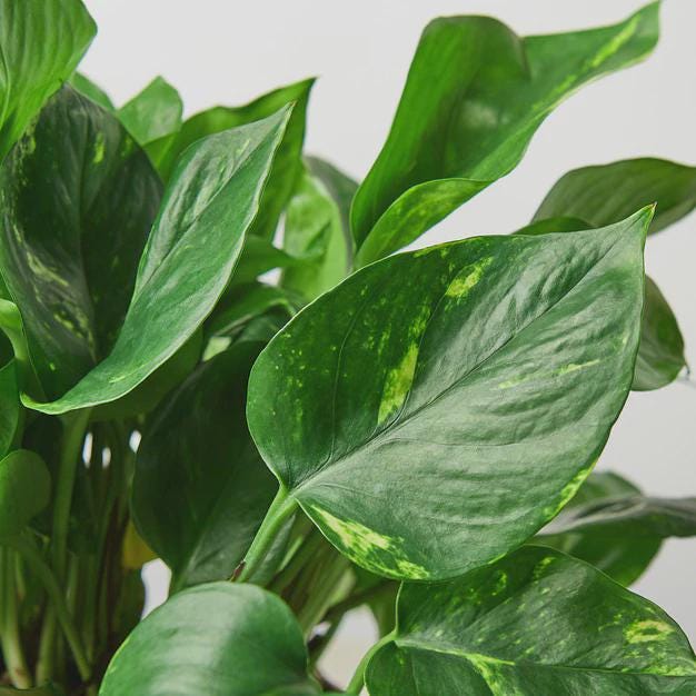 Pothos 'Golden' Indoor Plants 3" Pot / Nursery Pot Austin Jungle Co.
