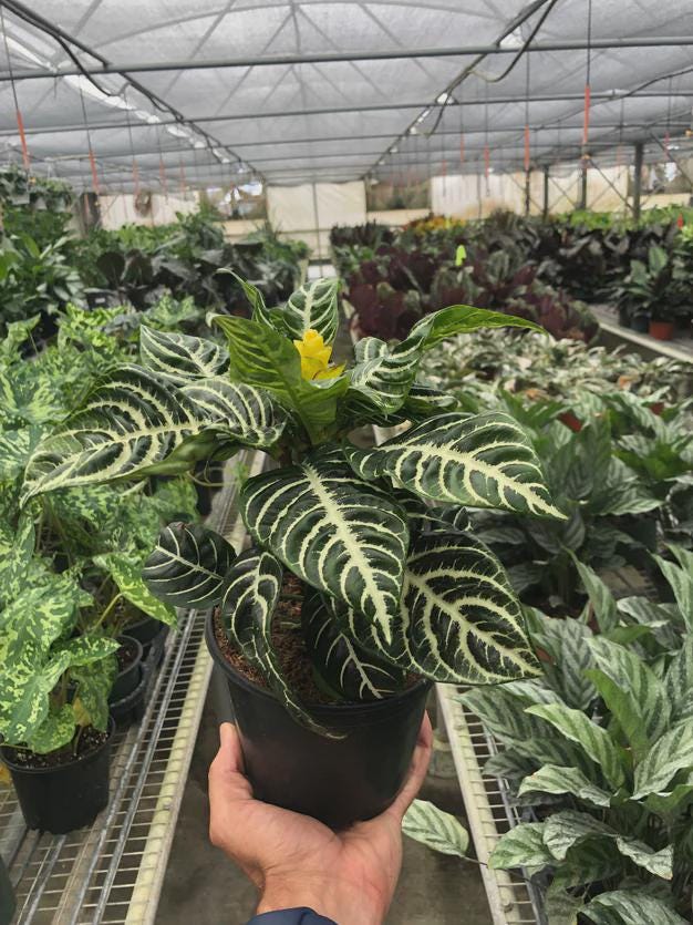 Zebra 'Aphelandra' Indoor Plants 4" Pot Austin Jungle Co.