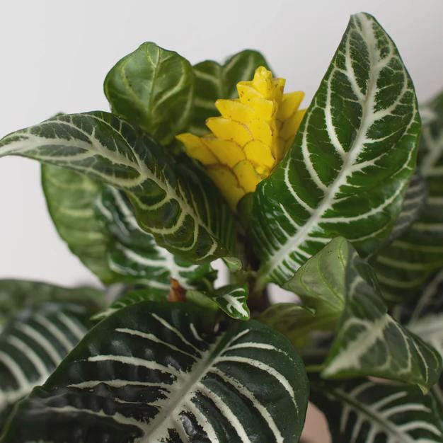 Zebra 'Aphelandra' Indoor Plants 4" Pot Austin Jungle Co.