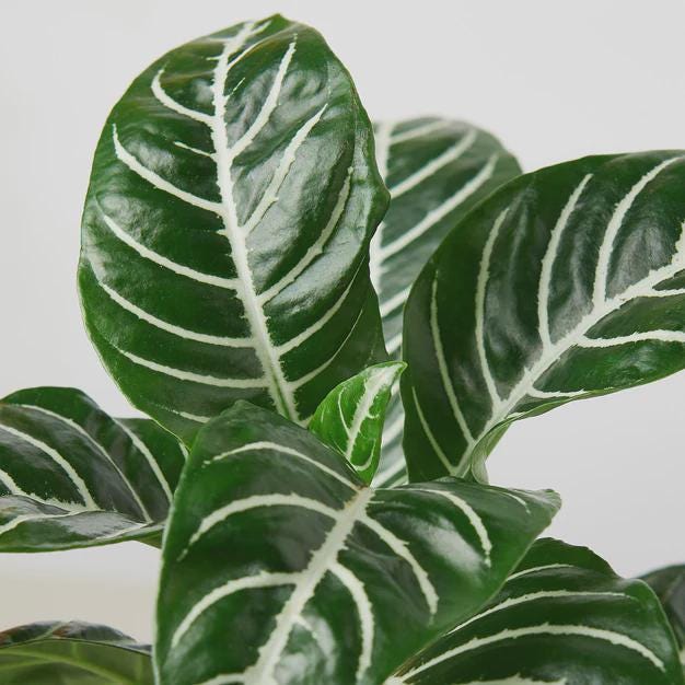 Zebra 'Aphelandra' Indoor Plants 4" Pot Austin Jungle Co.