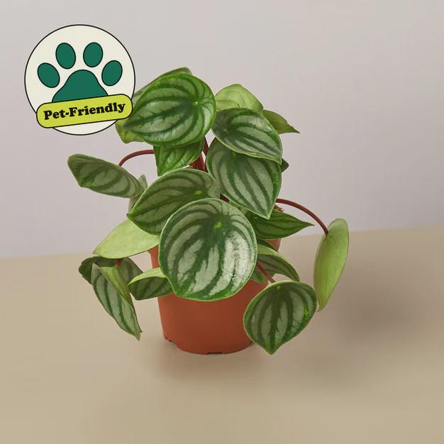 Peperomia Watermelon Indoor Plants 4" Pot / Terra Cotta Eco Pot Austin Jungle Co.