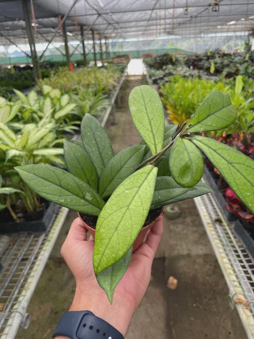 Hoya 'Crassipetiolata' 4" Plant 4" Pot Austin Jungle Co.
