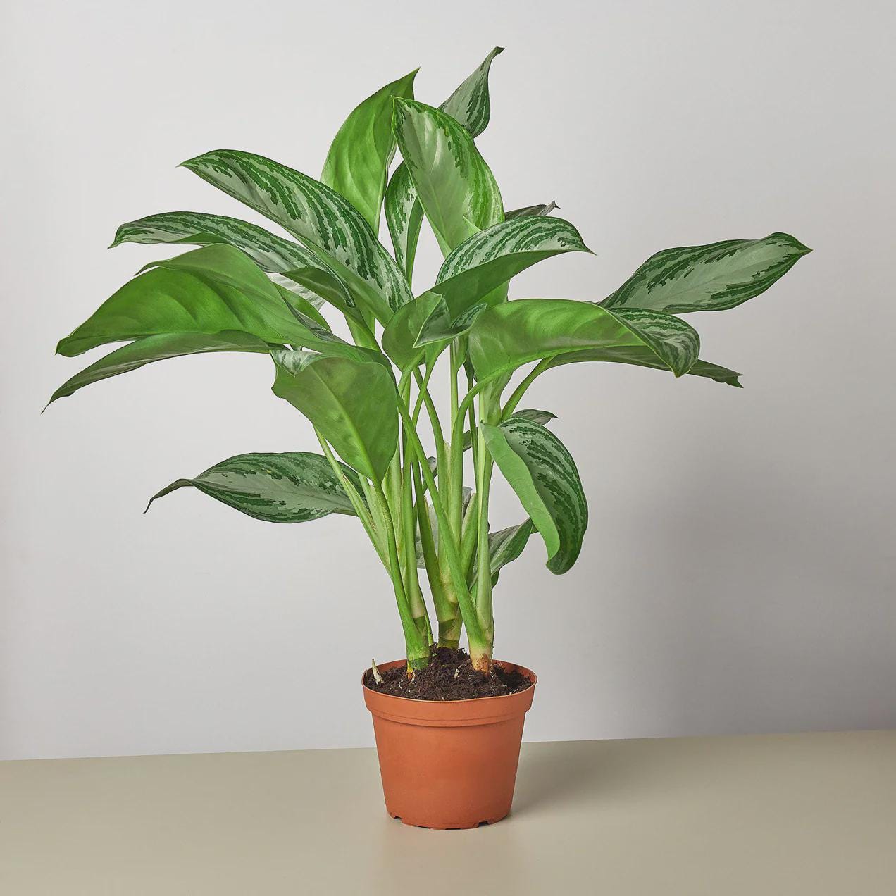 Chinese Evergreen 'Silver Bay' Indoor Plants 4" Pot Austin Jungle Co.
