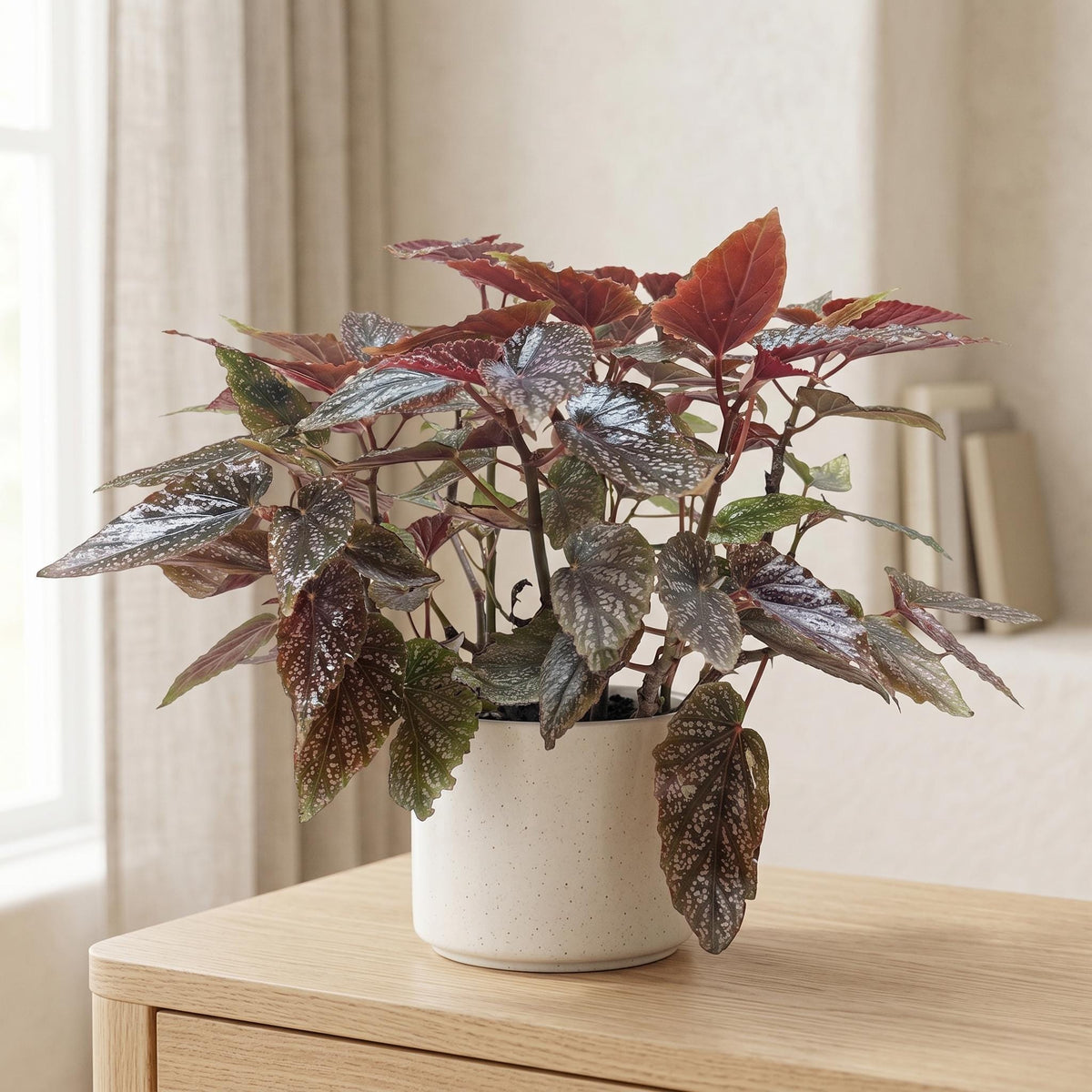 Begonia 'Corallina' Indoor Plants 6" Pot Austin Jungle Co.