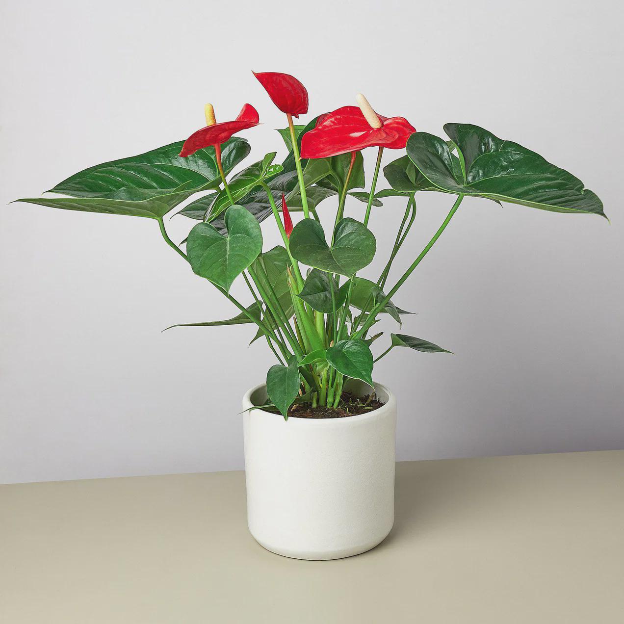 Anthurium 'Red' Indoor Plants 4" Pot / Nursery Pot Austin Jungle Co.