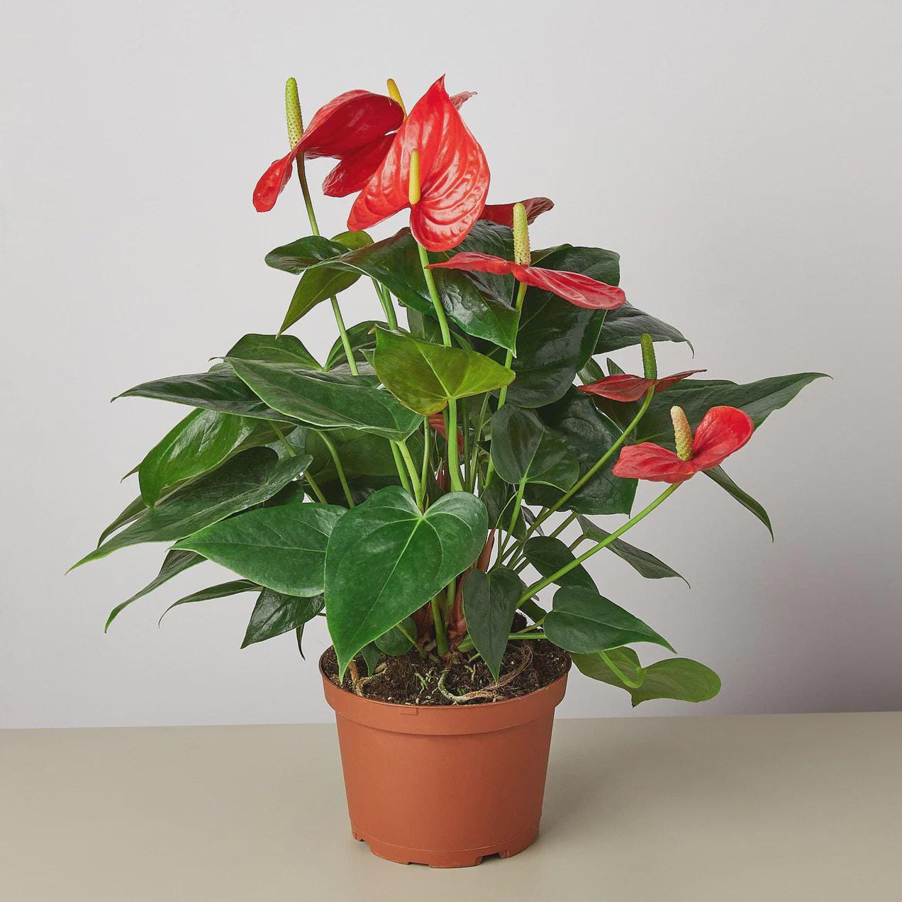 Anthurium 'Red' Indoor Plants 4" Pot / Nursery Pot Austin Jungle Co.