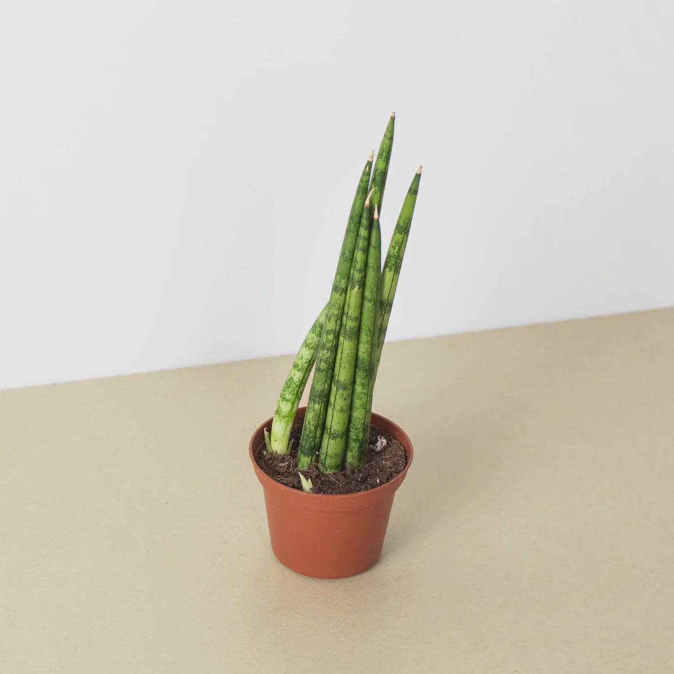Snake Plant Cylindrica 4" Plant 3" Pot Austin Jungle Co.