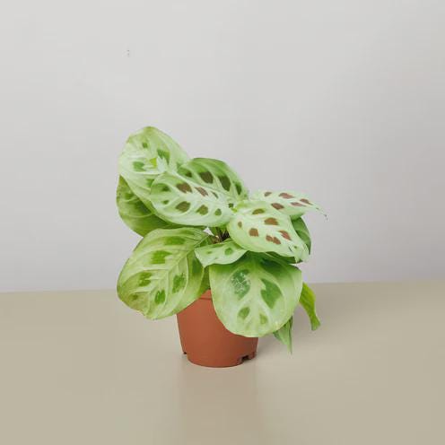Maranta 'Leuconeura' 4" Plant (1pk/$2) ($6 Ship/15oz) 3" Pot Austin Jungle Co.