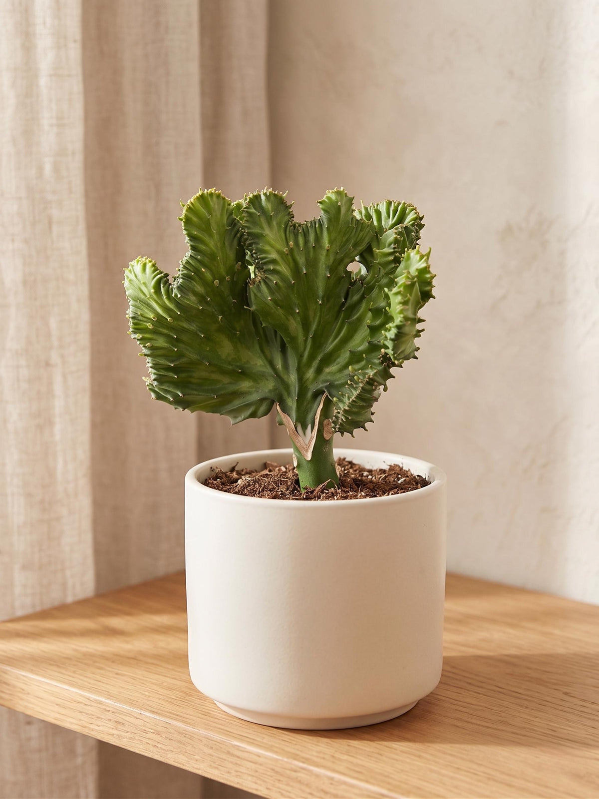 Succulent Euphorbia Lactea Mermaid Tail