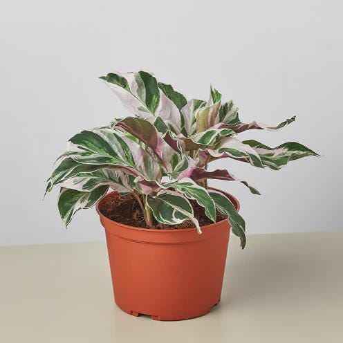 Calathea 'White Fusion' 2" Pot Austin Jungle Co.