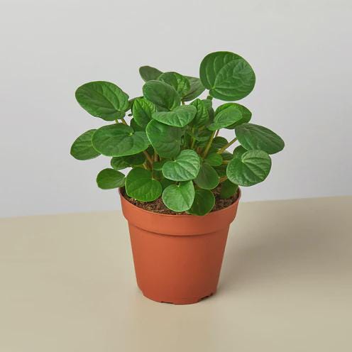 Peperomia 'Rana Verde' Indoor Plants 4" Pot Austin Jungle Co.