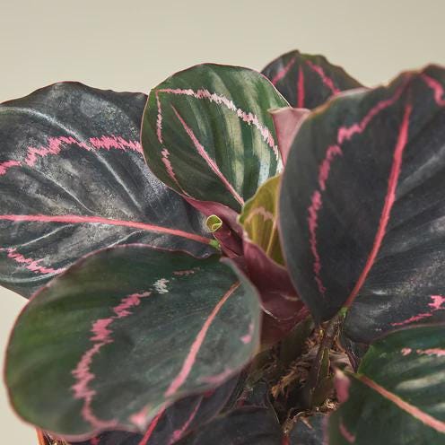 Calathea 'Dottie' 4" Plant 4" Pot Austin Jungle Co.