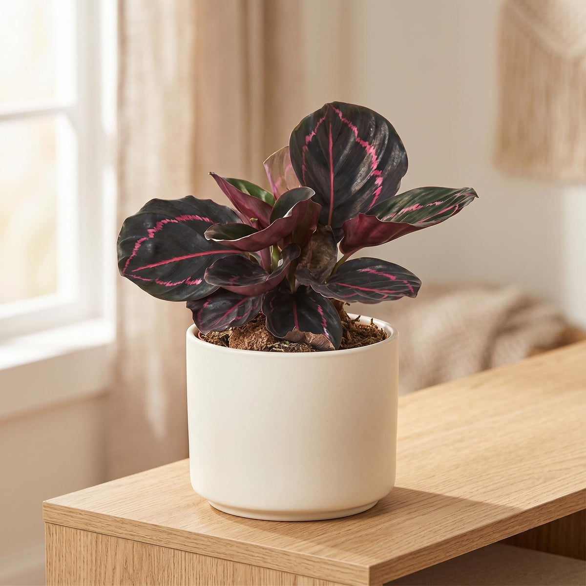 Calathea 'Dottie' 4" Plant 4" Pot Austin Jungle Co.