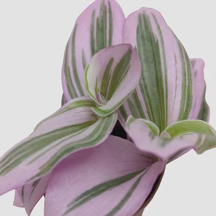 Tradescantia 'Nanouk' Indoor Plants 4" Pot Austin Jungle Co.