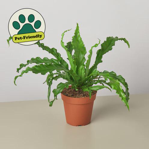 Bird's Nest 'Victoria' Fern Indoor Plants 4" Pot Austin Jungle Co.