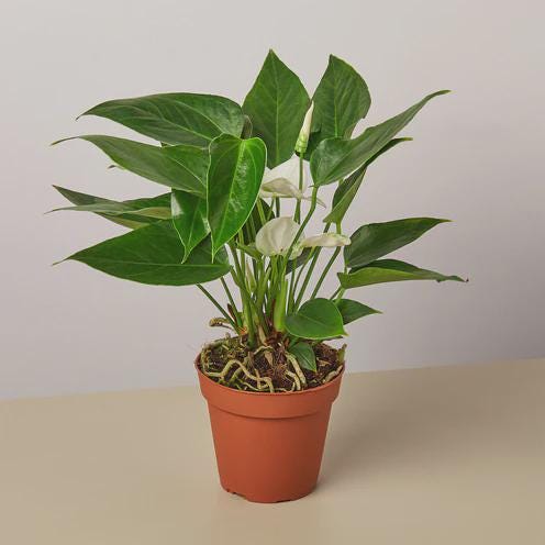 Anthurium 'White' Indoor Plants 4" Pot Austin Jungle Co.