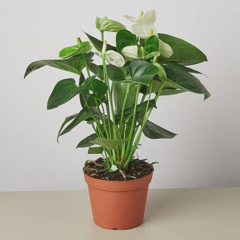 Anthurium 'White' Indoor Plants 4" Pot Austin Jungle Co.