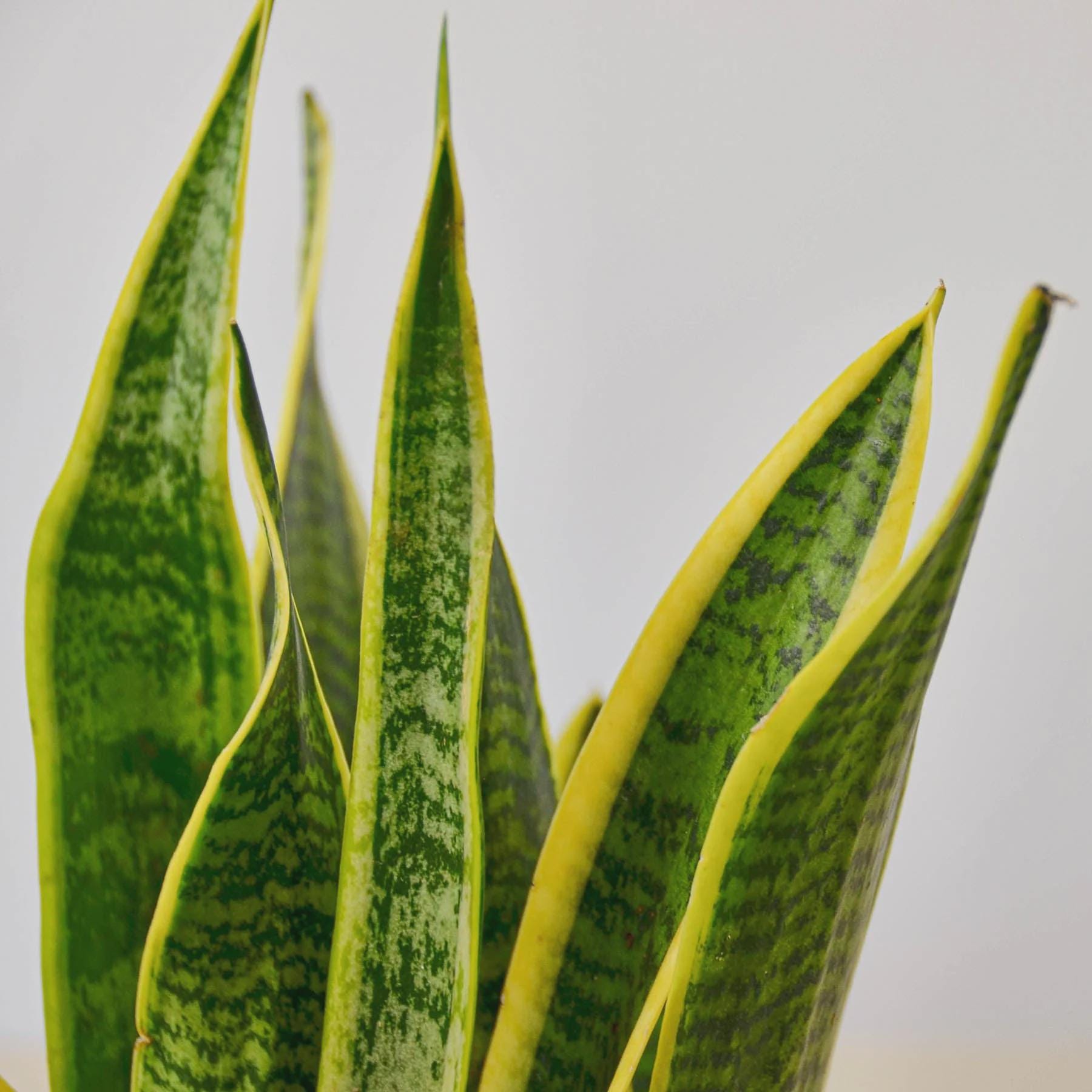 Snake Plant Laurentii 4" Plant 3" Pot / Nursery Pot Austin Jungle Co.