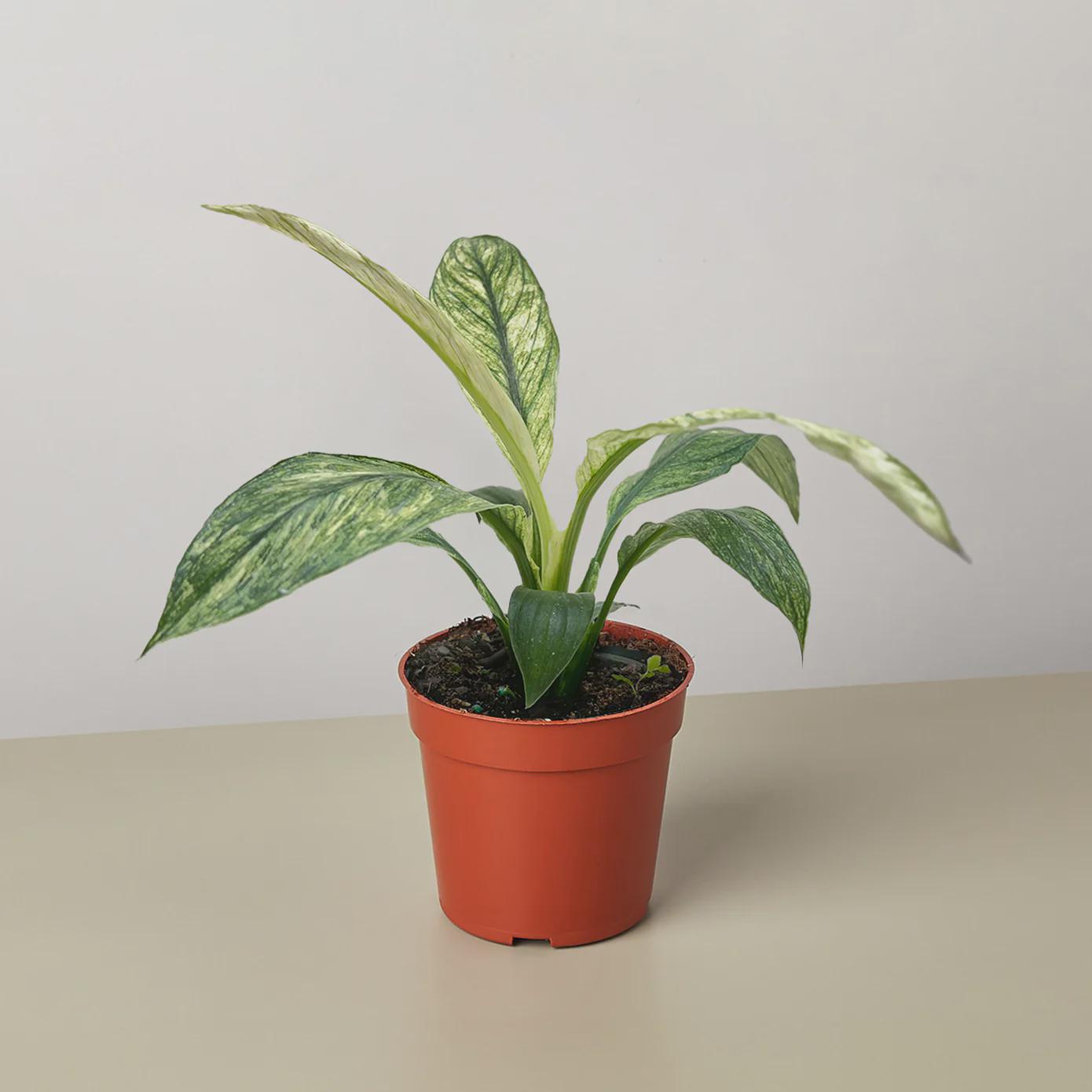 Spathiphyllum Jessica Default 4" Pot Austin Jungle Co.