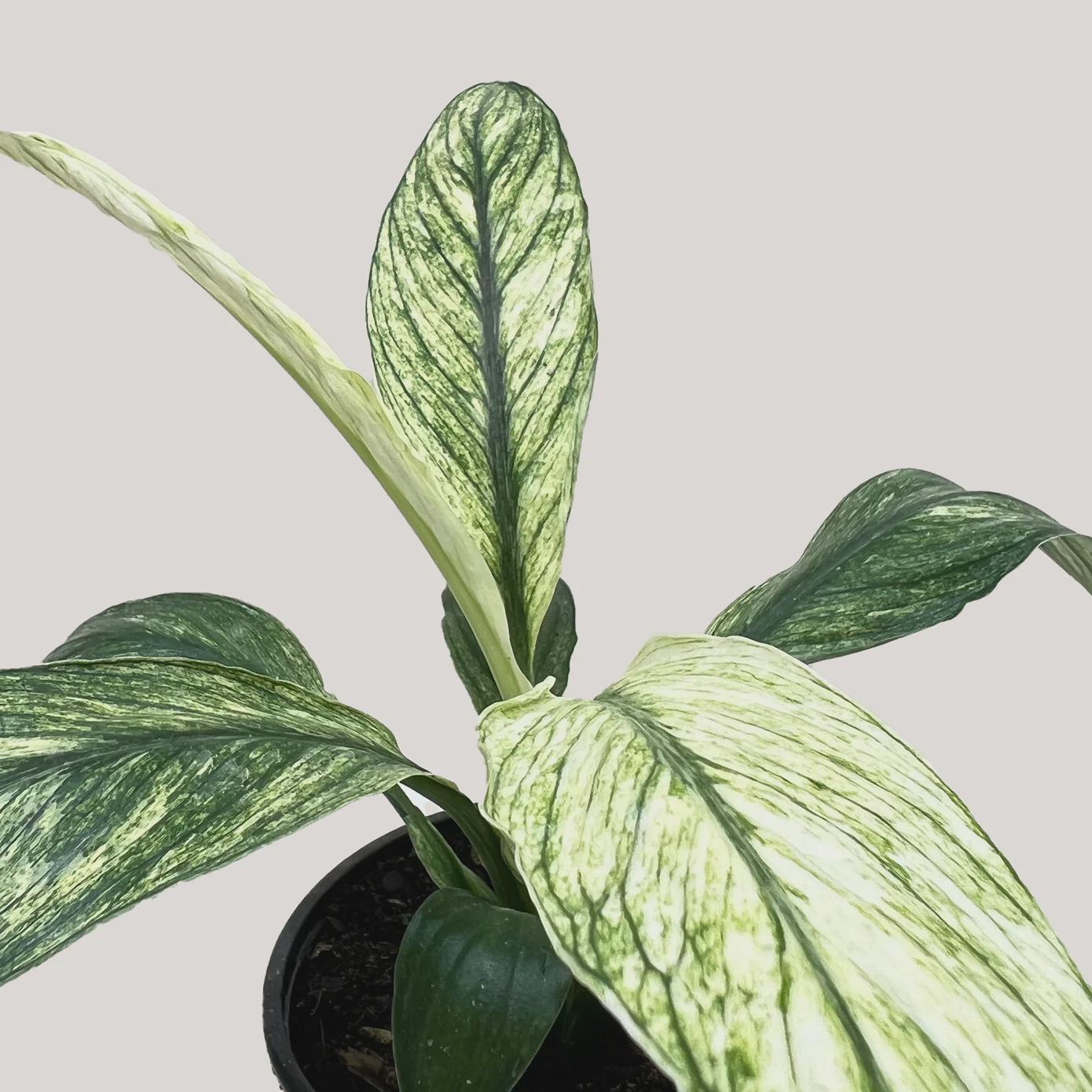 Spathiphyllum Jessica Default 4" Pot Austin Jungle Co.