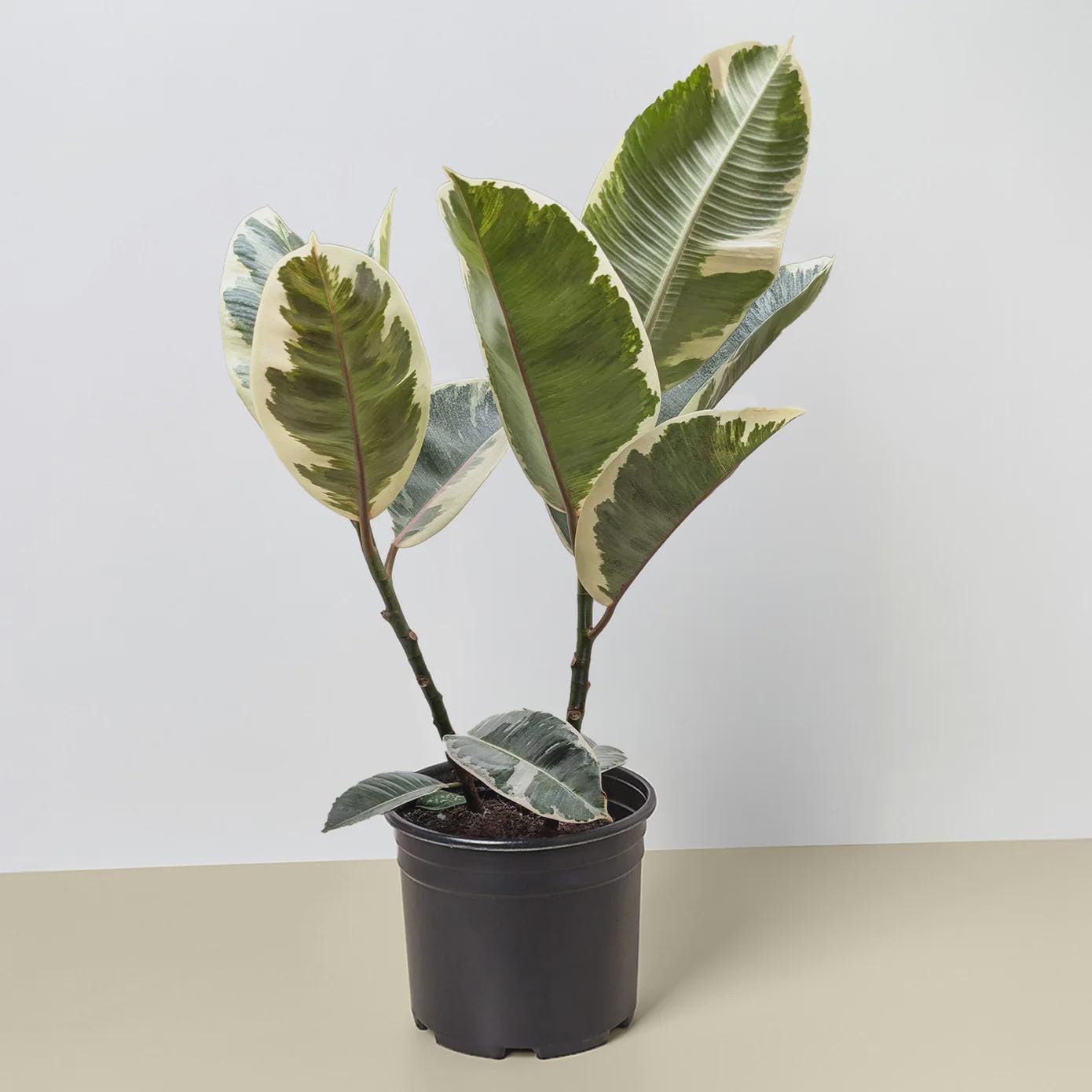 Ficus Elastica 'Tineke' Indoor Plants 3" Pot Austin Jungle Co.